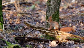 écureuil roux    (1)