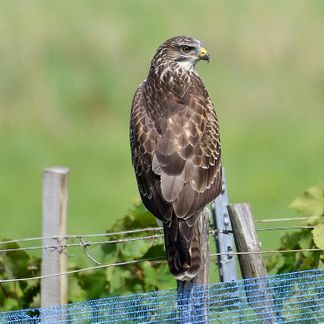buse variable 27 08 2023