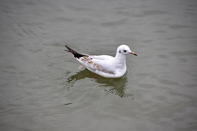 mouette rieuse