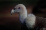 vautour fauve Ste croix 15 02 2023 (3)