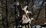 vautour fauve Ste croix 15 02 2023 (4)